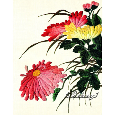 BCM230 Chrysanthemums