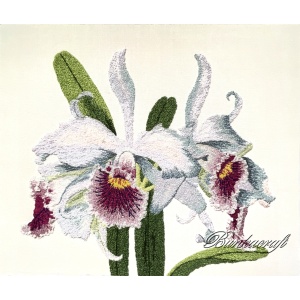 BCM286 Orchids
